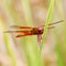 A Large Orange Dragonfly on a Green Frond