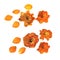 Large orange flowers pressed dry twinkle