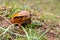 A large orange frog is sitting in the grass