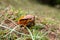 A large orange frog is sitting in the grass