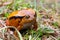 A large orange frog is sitting in the grass