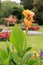 Large Orange Iris type flower with a natural parterre garden background