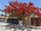 Large Orange Jacaranda Tree in Central Mexico