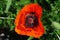 The large orange oriental poppy Papaver pseudo-orientale in the garden on a sunny day, close-up