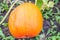 Large orange pumpkin on a bed in the grass, pumpkins on a pumpkin patch, ready for harvest, on a Sunny summer or autumn day,