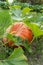 A large orange pumpkin laying on a ground in its natural environment. Vertical orientation