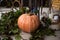 A large orange pumpkin lies among the leaves of the grapes.