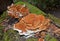 Large orange shelf (bracket) fungus