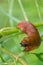 Large orange slug eating a green leaf in the garden