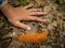 Large orange slug beside a hand of a child