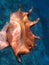 A Large Orange Spider Conch Seashell, South Pacific