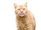 A large orange tabby shorthair cat licking its lips