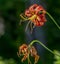 Large Orange Tiger Lily in North Carolina