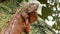 Large orange tropical iguana in jungle