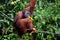 A large orangutan hangs on rope and tree while eating bananas Semenggoh Nature Reserve sanctuary Kuching Sarawak Malaysia