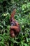 A large orangutan hangs on rope and tree while eating bananas Semenggoh Nature Reserve sanctuary Kuching Sarawak Malaysia