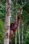 A large orangutan hangs on rope and tree while eating Semenggoh Nature Reserve sanctuary Kuching Sarawak Malaysia