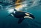 Large orca killer whale predator swimming in ocean.Macro.AI Generative
