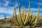 Large Organ Pipe Cactus growing in Organ Pipe National Monument in extreme southern Arizona, the only place this cactus grows wild