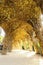 large organic looking columns Barcelona Spain by famous architecture Anthoni Gaudi.