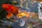 Large ornamental carp of orange and yellow colors swim in an artificial pond