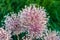 Large Ornamental Onion, Allium, seed heads against a blurred green garden background