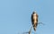 Large osprey Pandion haliaetus perches on a branch of a dead tree