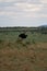 Large ostrich in a field of tall, green grass, gazing out into the distance