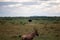 Large ostrich in a field of tall, green grass, gazing out into the distance