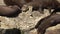 Large otters sleeping close up. The Giant Otter family, Pteronura brasiliensis