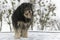 Large overgrown stray dog in the snow. Frozen, homeless dog lies on the snow. Animals