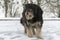 Large overgrown stray dog in the snow. Frozen, homeless dog lies on the snow. Animals