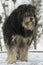 Large overgrown stray dog in the snow. Frozen, homeless dog lies on the snow. Animals. vertical photo