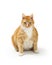 Large Overweight Orange Tabby Cat  Sitting