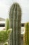 a large Pachycereus pringlei cactus with its fine sharp points among other cacti on an urban terrace