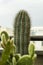 a large Pachycereus pringlei cactus with its fine sharp tips among other types of cacti