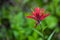 Large Paintbrush Bloom On Green Background