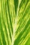 Large palm frond leaf