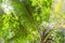 Large palm leaves on background blue sky