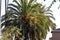 large palm tree happily growing in california