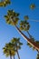 Large Palm Trees of San Clemente, Southern California