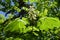 Large palmate leaves and panicle of horse chestnut