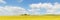 Large panorama of landscape with field of yellow flowers under a beautiful blue sky with white clouds