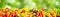 Large panoramic collection fruits, vegetables and berries separated by sloping lines