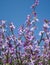 Large panoramic view of blooming wild Matthiola or Levkoy flowers