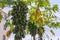 Large papaya trees with green papayas in rural Beihai in Guangxi province in southern China