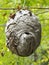 A Large Paper Nest of a Colony of Bald Faced Hornets Hanging from a Tree