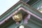 Large paper wasp nest attached to the outside corner eave of an old house