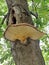 Large parasitic mushroom grows on a tree trunk close-up