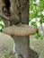 Large parasitic mushroom grows on a tree trunk close-up